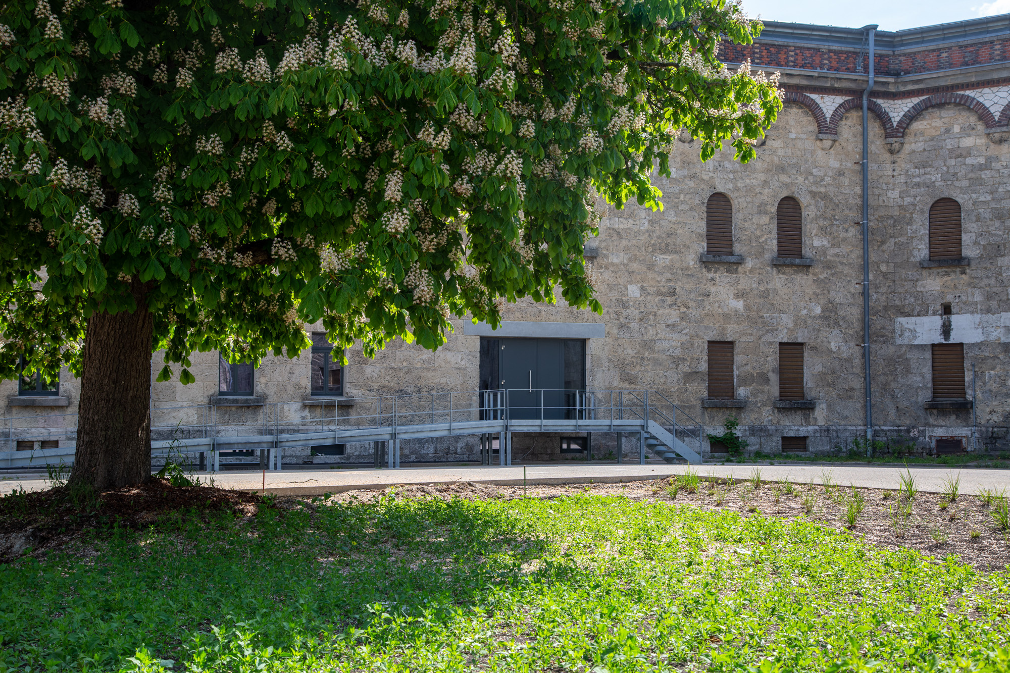 Blooming chestnut tree casting shade over green grass in front of a stone building with closed wooden shutters and a metal ramp.